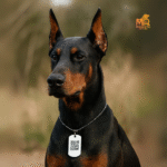 placa de acero inoxidable para mascota perro o gato con qr identificador