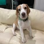 mascota con placa con QR identificador de Mascota QRiosa