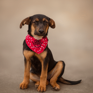 Merlina perro en adopcion, adopta un perro