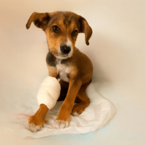 perro en adopcion, adopta un perro, placas con QR identificador