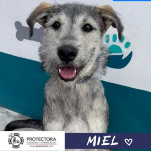 Miel, perro en adopción, adopta un perro protectora nacional de animales, pna