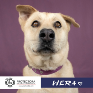 perro en adopcion, adopta un perro protectora nacional de animales pna
