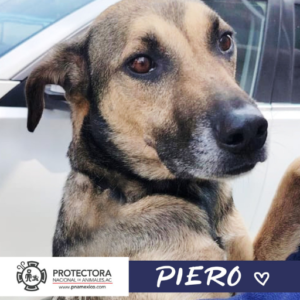 perro en adopcion, adopta un perro, protectora nacional de nimales, pna