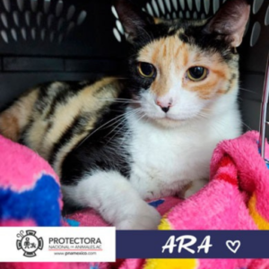 gato en adopcion, adopta un gato, protectora nacional de animales, pna