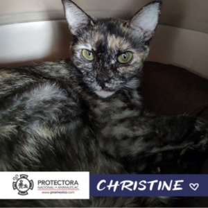 gato en adopcion, adopta un gato, protectora nacional de animales, pna
