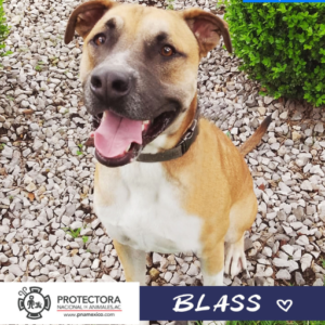 blass perro en adopcion,, adopta un perro, protectora nacional de animales