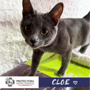 gato en adopcion, adopta un gato, protectora nacional de animales, pna
