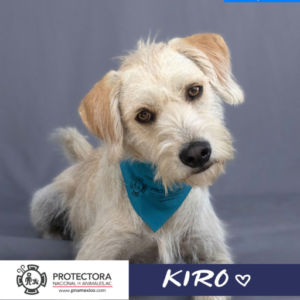 kiro, perro en adopcion, adopta un perro, prtectora nacional de animales