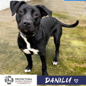 Danilu, perro en adopción, adopta un perro, protectora nacional de animales, pna