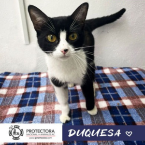 gato en adopcion, adopta un gato, protectora nacional de animales, pna