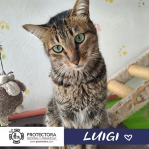 gato en adopcion, adopta un gato, protectora nacional de animales, pna