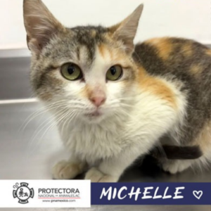 gato en adopcion, adopta un gato, protectora nacional de animales, pna