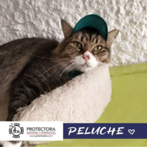 gato en adopcion, adopta un gato, protectora nacional de animales, pna