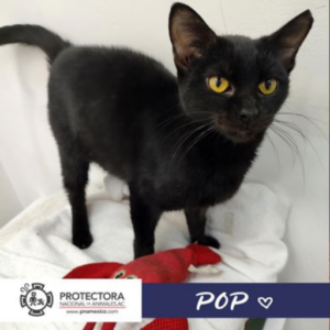 gato en adopcion, adopta un gato, protectora nacional de animales, pna