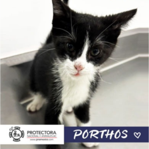 gato en adopcion, adopta un gato, protectora nacional de animales, pna