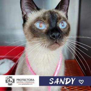 gato en adopcion, adopta un gato, protectora nacional de animales, pna