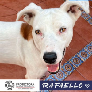 perro en adopción, adopta un perro protectora nacional de animales, pna