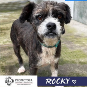 perro en adopción, adopta un perro protectora nacional de animales, pna