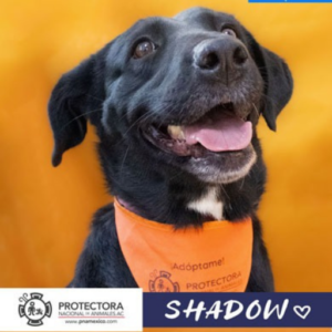 perro en adopción, adopta un perro protectora nacional de animales, pna