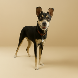 Adopta un perro adopta a Aai, huellitas callejaeras