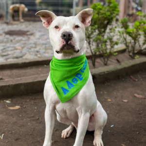 Rocky adopta un perro en Mascota QRiosa de huellitas callejeras