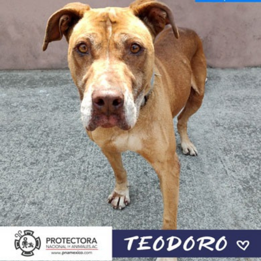 perro en adopción, adopta un perro protectora nacional de animales, pna