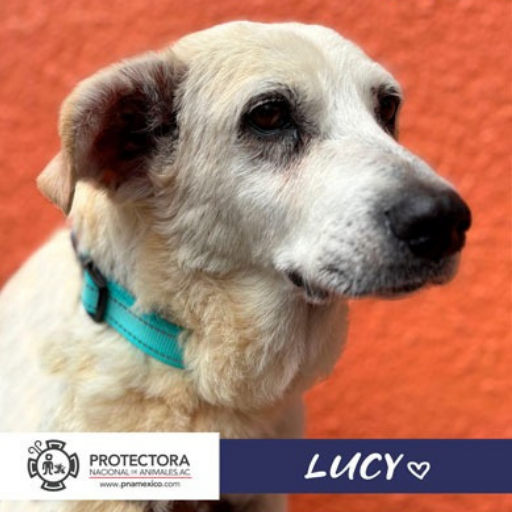 perro en adopción, adopta un perro protectora nacional de animales, pna