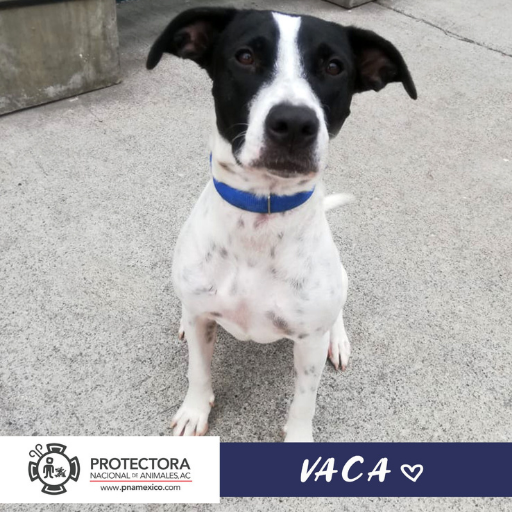 perro en adopcion, adopta un perro. protectora nacional de animales, pna