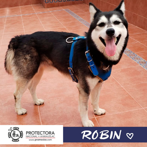 perro en adopción adopta un perro, prtectora nacional de animales, pna