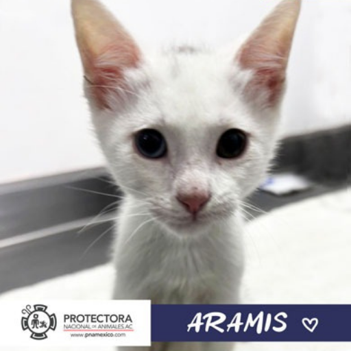gato en adopcion, adopta un gato, protectora nacional de animales, pna
