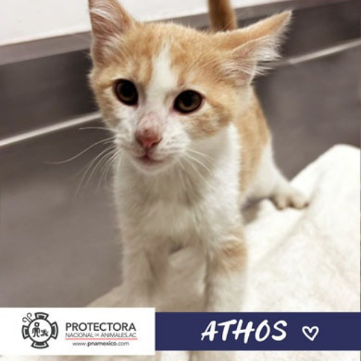 gato en adopcion, adopta un gato, protectora nacional de animales, pna