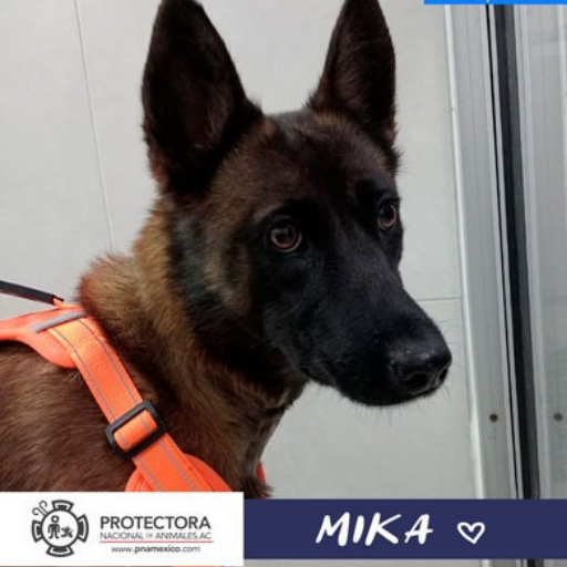perro en adopción, adopta un perro protectora nacional de animales, pna