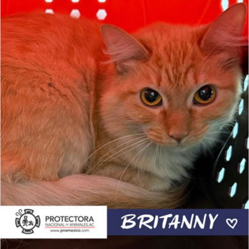 gato en adopcion, adopta un gato, protectora nacional de animales, pna