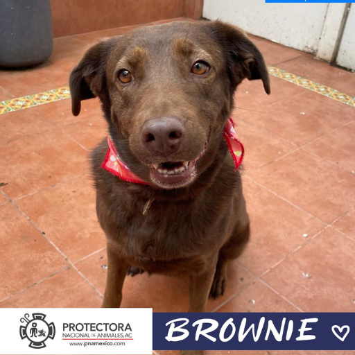 brownie perro en adopcion, adopta un perro, protectora nacional de animales