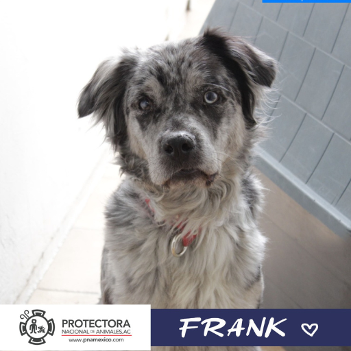 frank perro en adopción adopta un perro, protectora nacional de animales