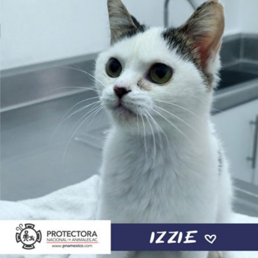 gato en adopcion, adopta un gato, protectora nacional de animales, pna