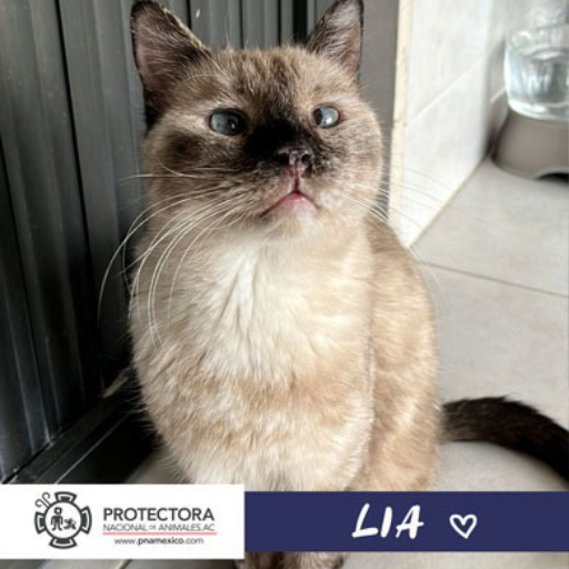 gato en adopcion, adopta un gato, protectora nacional de animales, pna