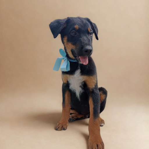 perros en adopcion, adopta un perro