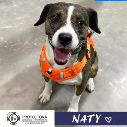 perro en adopción, adopta un perro protectora nacional de animales, pna