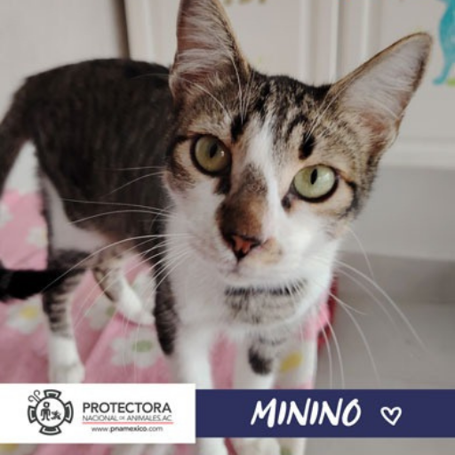 gato en adopcion, adopta un gato, protectora nacional de animales, pna
