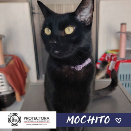 gato en adopcion, adopta un gato, protectora nacional de animales, pna