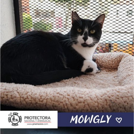 gato en adopcion, adopta un gato, protectora nacional de animales, pna