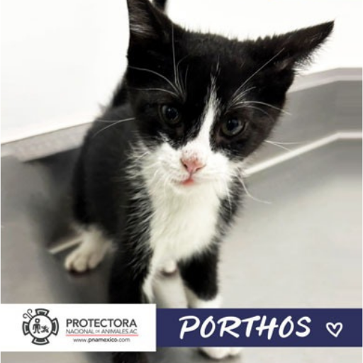 gato en adopcion, adopta un gato, protectora nacional de animales, pna