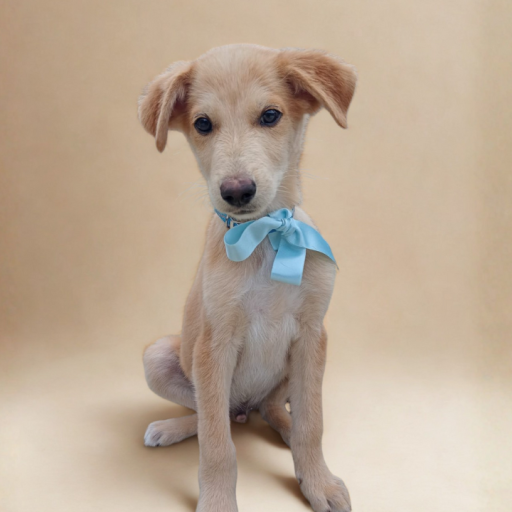 perros en adopcion, adopta un perro