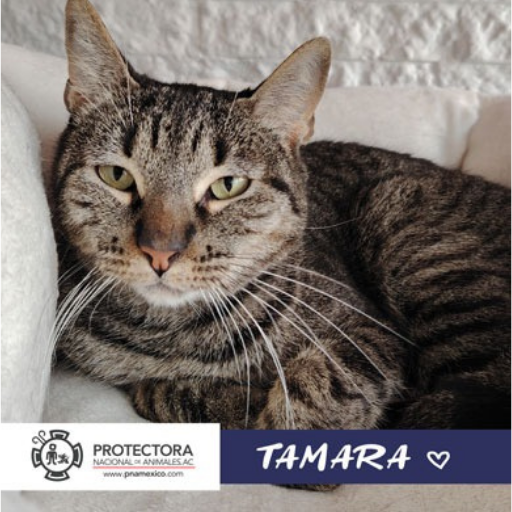 gato en adopcion, adopta un gato, protectora nacional de animales, pna