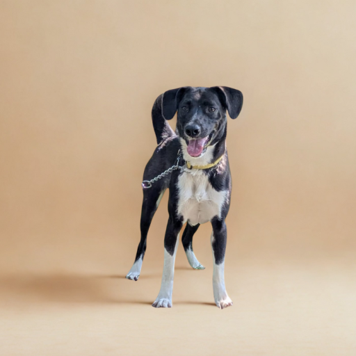 perros en adopcion, adopta un perro