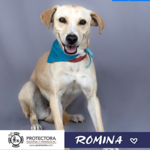 perro en adopción, adopta un perro protectora nacional de animales, pna