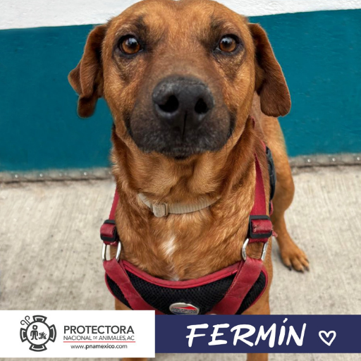 perro en adopcion, adopta un perrp, protectora nacional de animales, pna