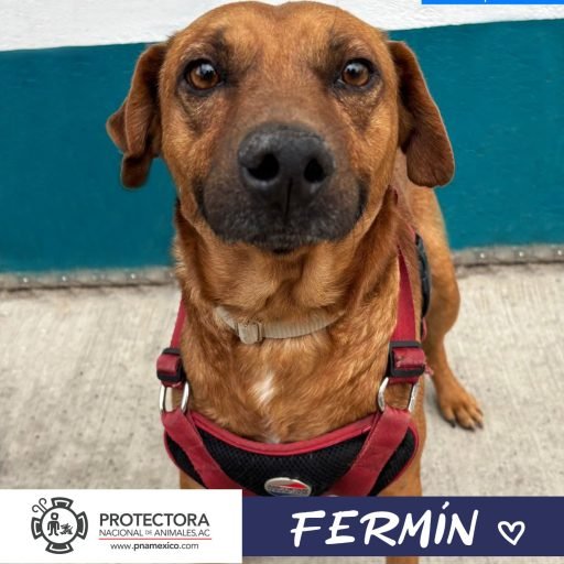 fermin, adopta un perro, protectora nacional de animales, adopta una mascota, perro en adopcion