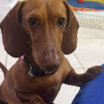 Foto-de-Nilo